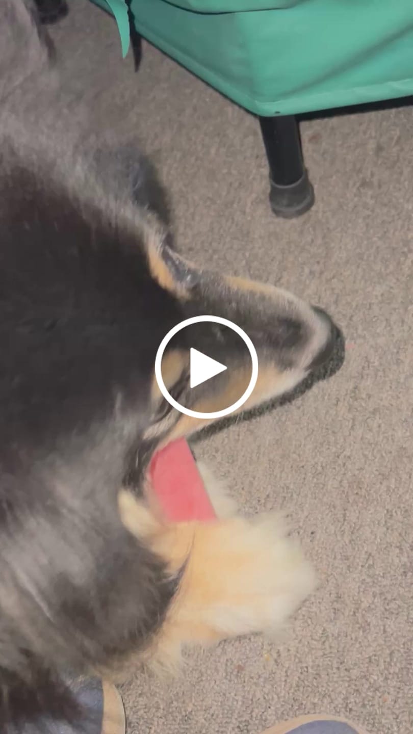Customer video review of Strawberry Yak Chews