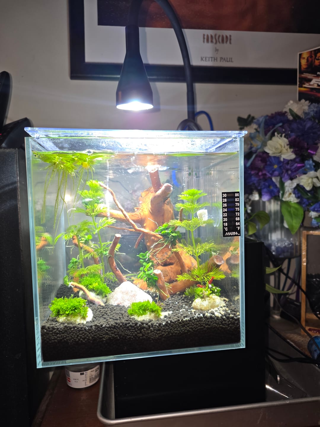 Customer photo review of Fluval Kuhl Microscaping Kit - 2 Colors