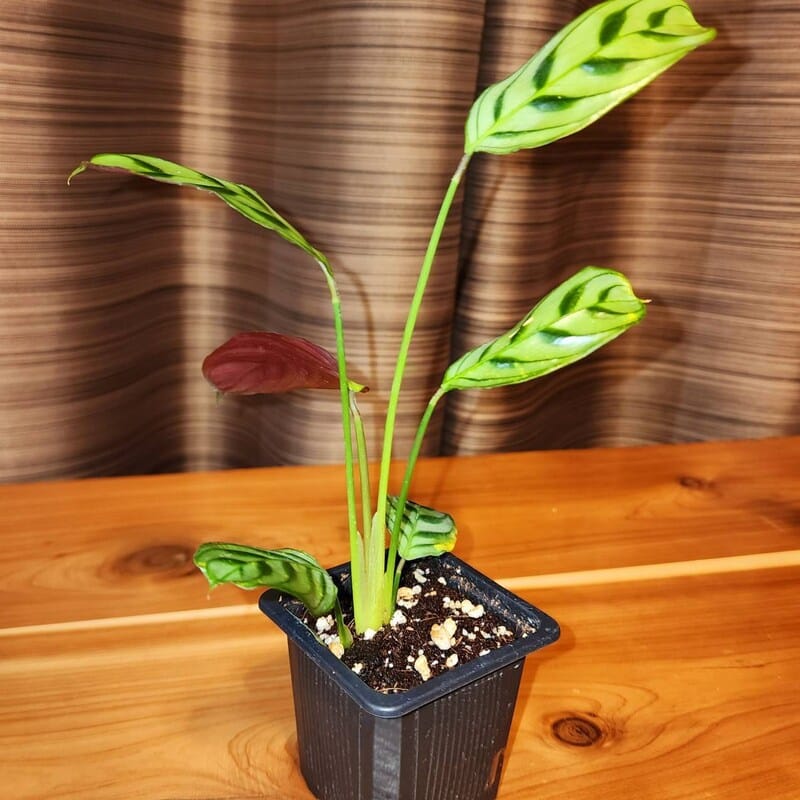 Customer photo review of Calathea Burle Marx in a 3” Nursery Pot - Maranta Amabilis Burle Marxii Starter Plant - Air Purifier Houseplant - Calathea Fishbone Prayer Plant