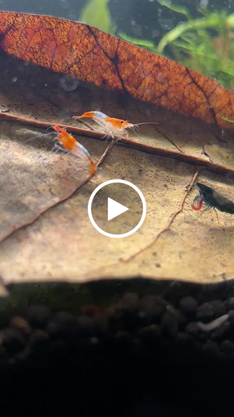 Customer video review of Green Jade Shrimp
