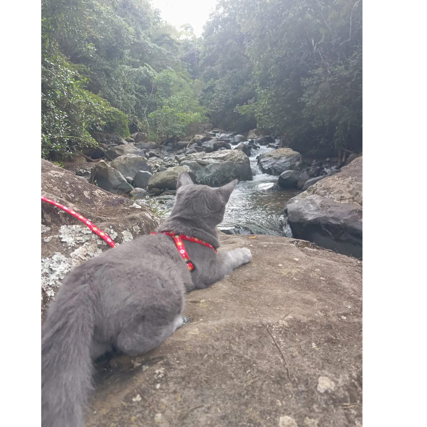 Customer photo review of Guía definitiva para sacar a tu gato sin estrés