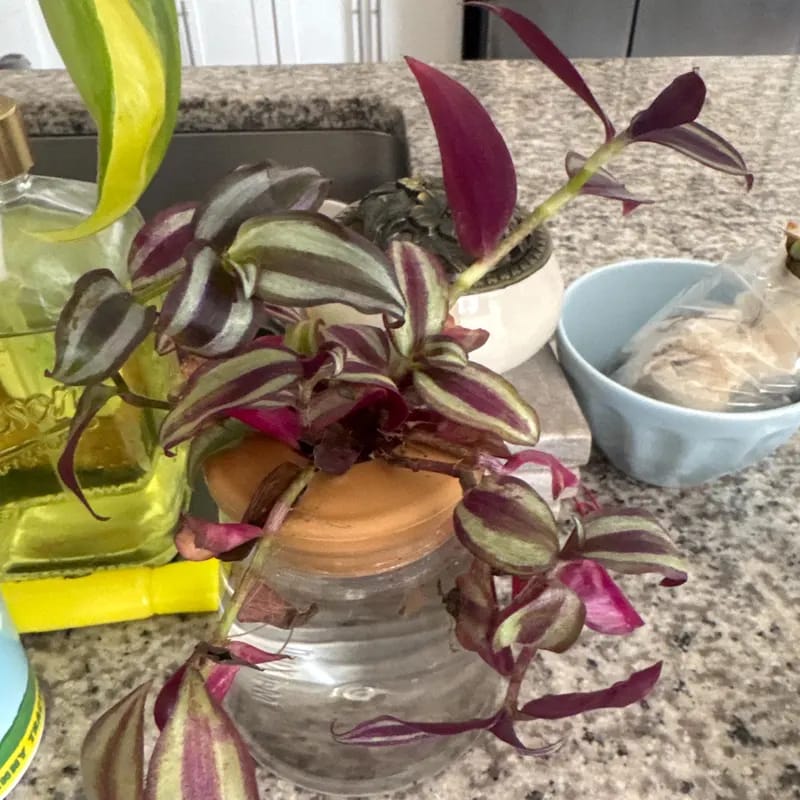 Customer photo review of Wandering Jew Unrooted Cuttings - Gorgeous Purple Pink Variegated Foliage - Extremely Easy Care Hardy Houseplant - Low to Medium Light