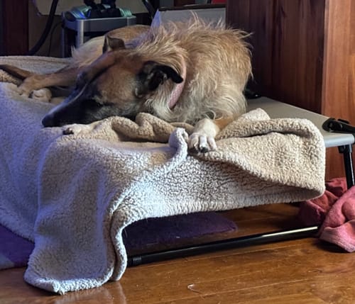 Customer's dog sleeping on the elevated Raised Dog Bed, covered with a soft blanket.