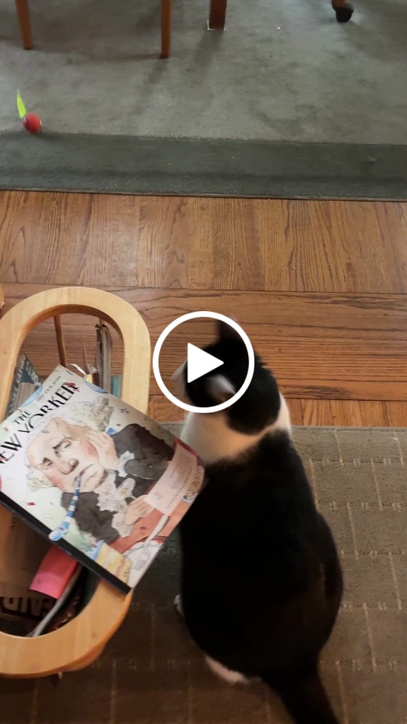 Customer video review of SPEEDY TAIL 2.0