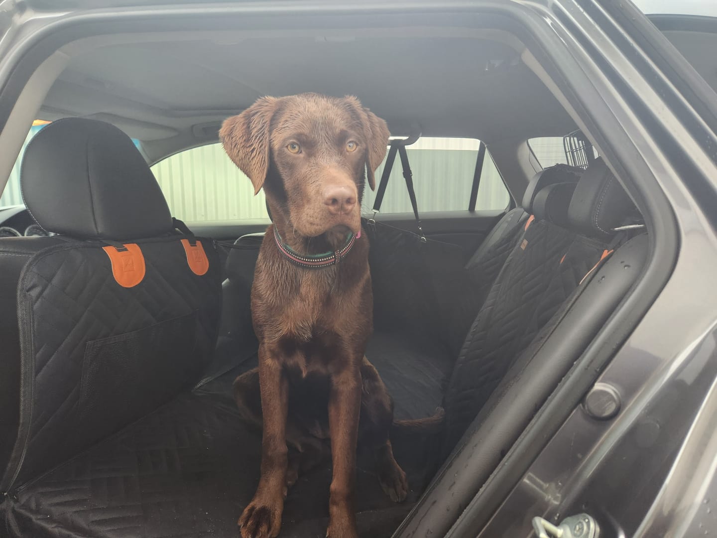 Customer photo review of Companion&Co™ Hard Bottom Car Seat Cover