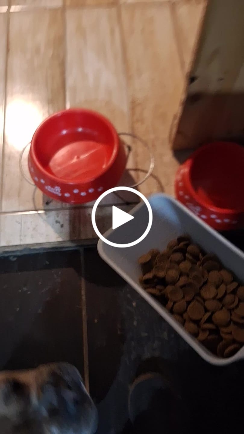 Customer video review of PetFamily Foods Grain Free
