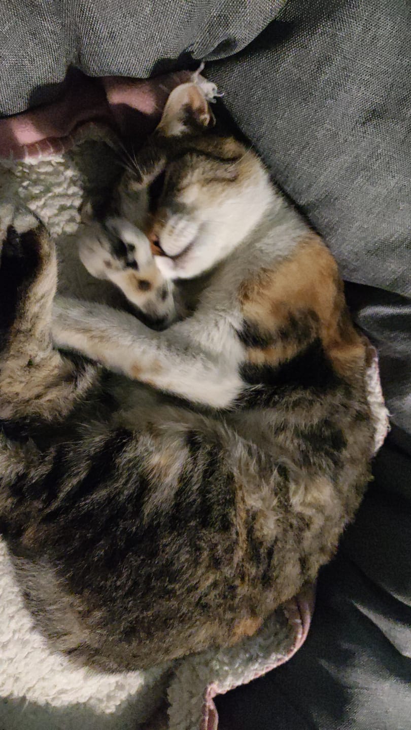 Customer photo review of Manta Relajante para Mascotas