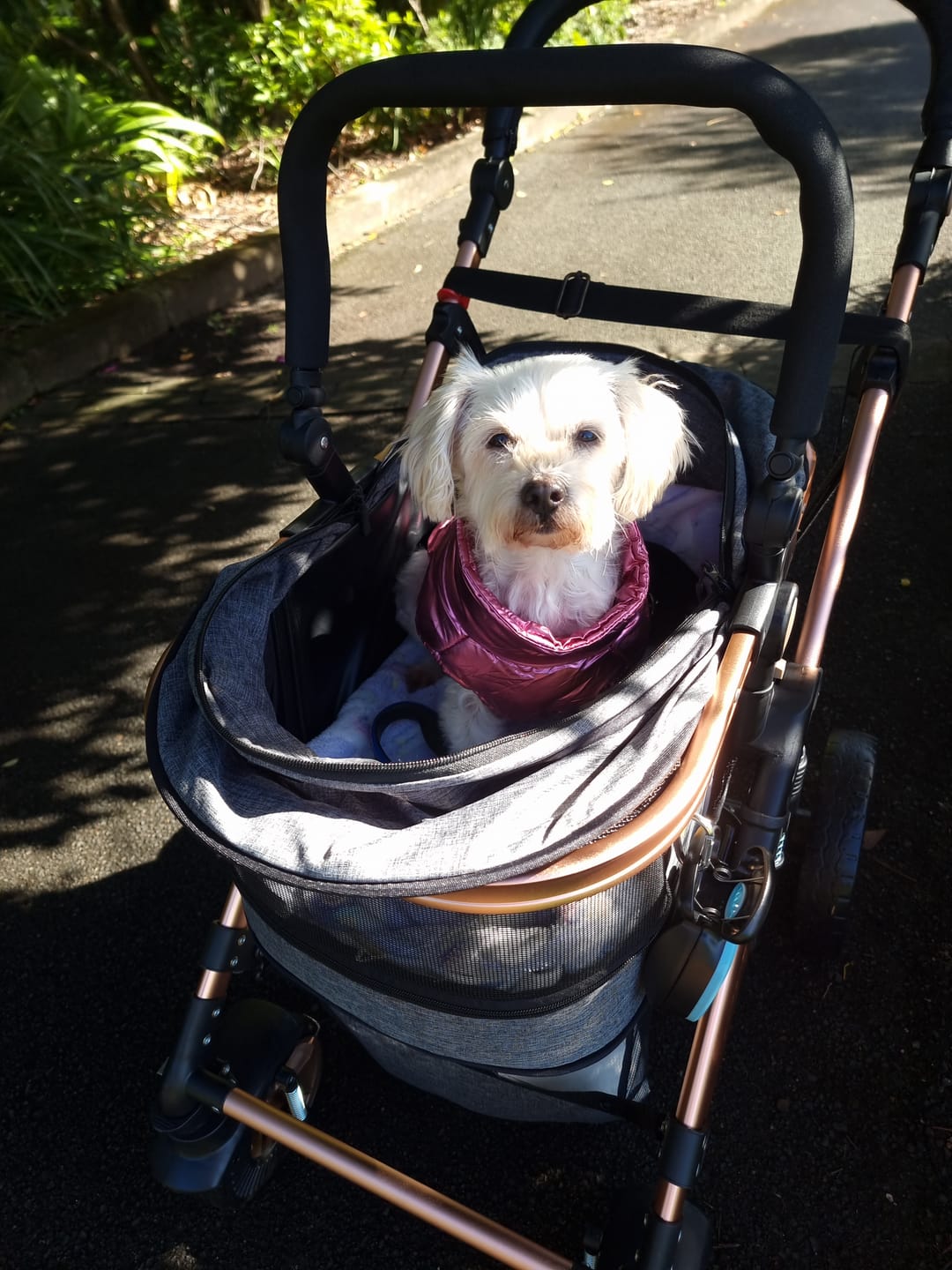 Customer photo review of Pet Stroller with ISO-FIX Car Carrier