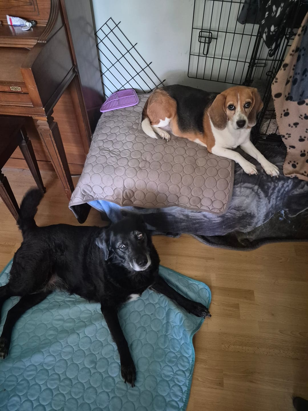 Customer photo review of IcyNap | Ice-Silk Continuous Cooling Dog Cooling Mat