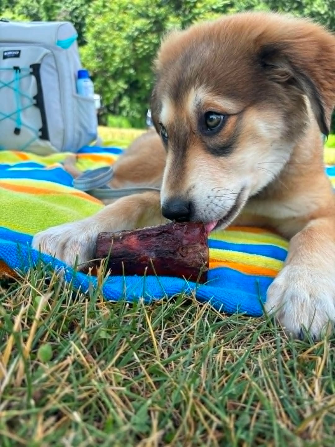 Customer photo review of Smoked Beef Marrow Bone