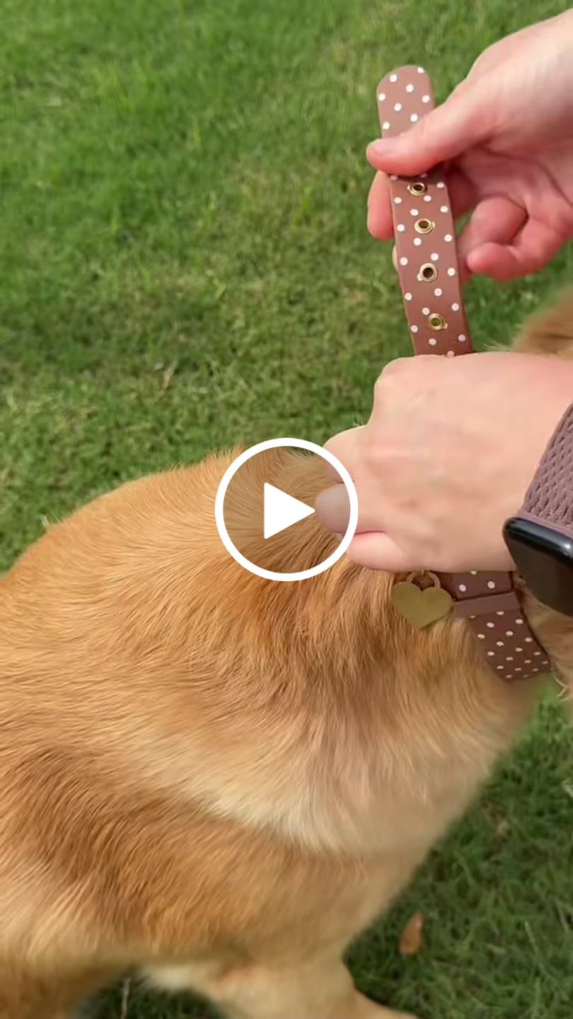 Customer video review of Wander! Collar Kit - Cocoa Polka Dot