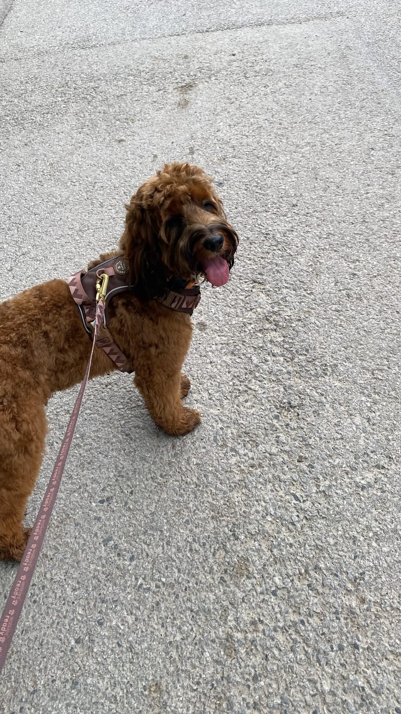 Customer photo review of Lead - Walkies Ready® Chocolate Brown