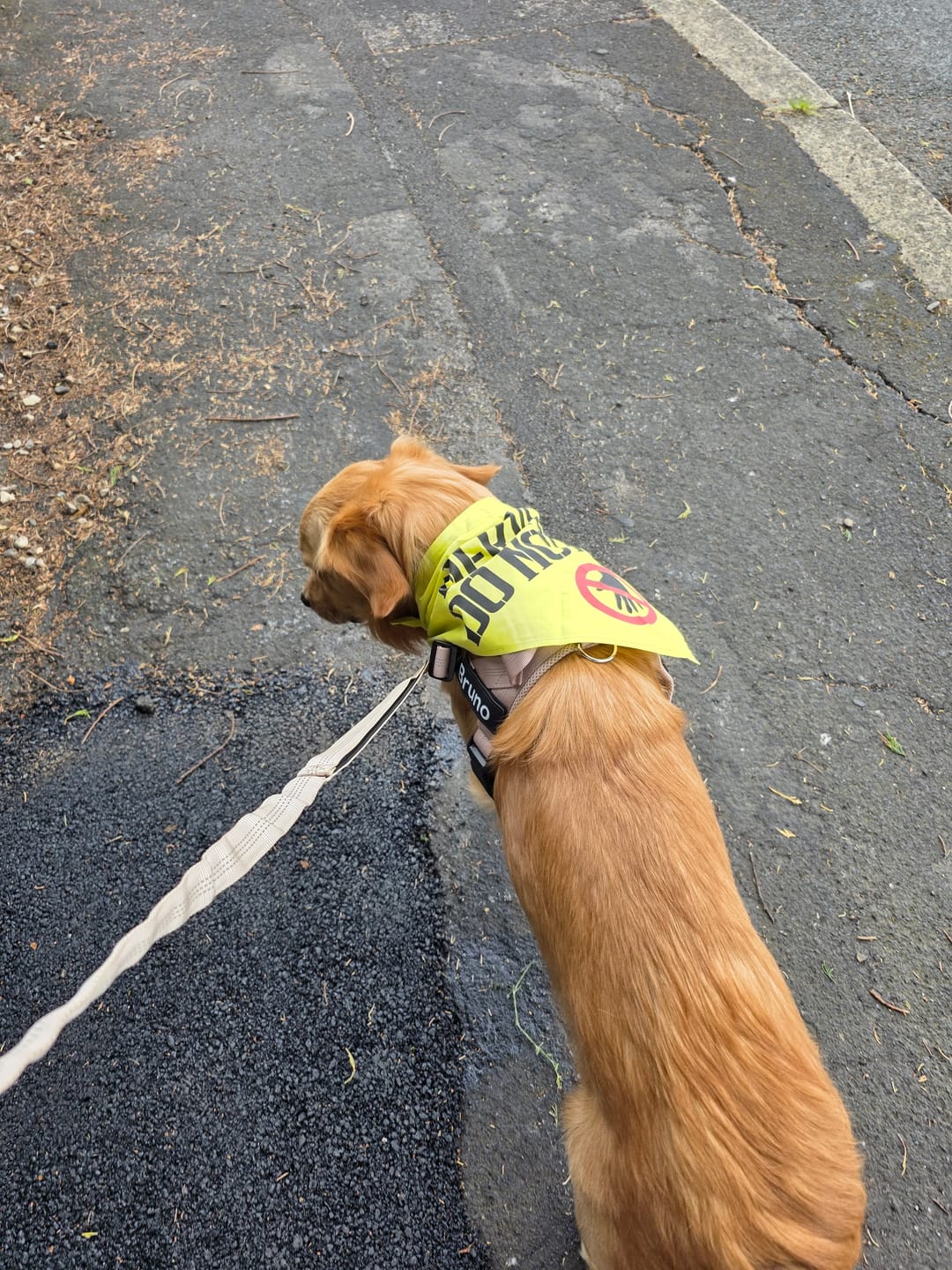 Customer photo review of ParoPet No Pull Dog Harness