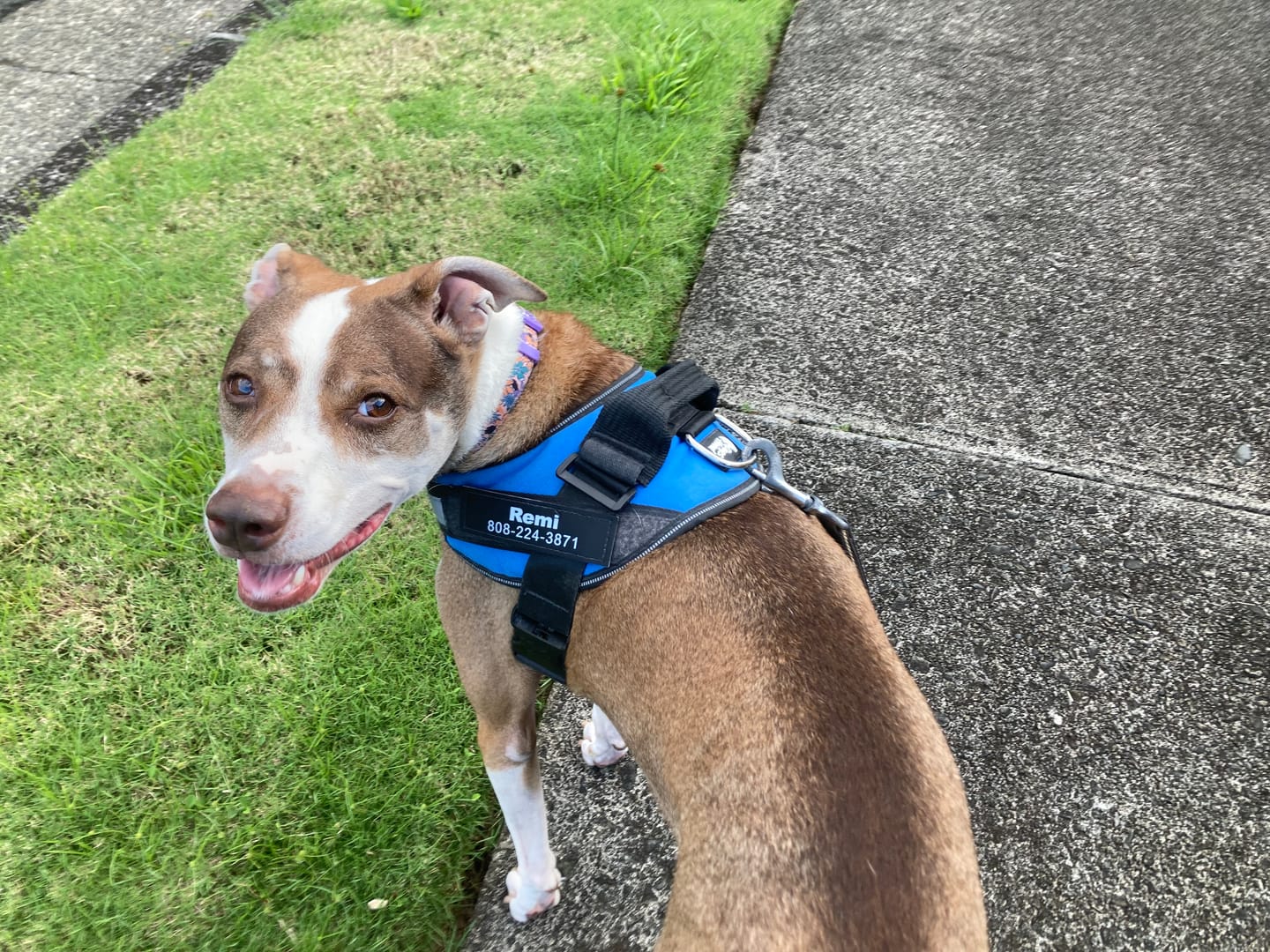 Customer photo review of Dogshood ™ .