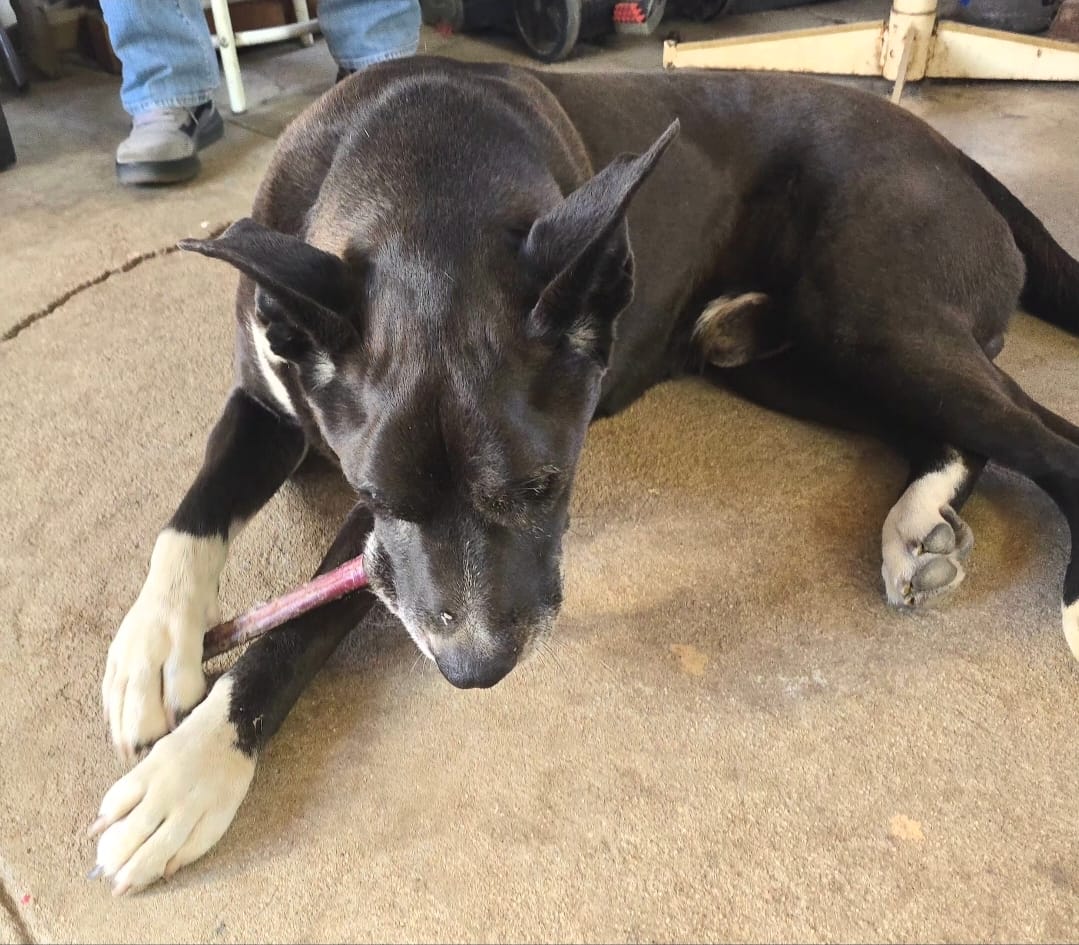 Customer photo review of 12 Inch Standard Bully Sticks