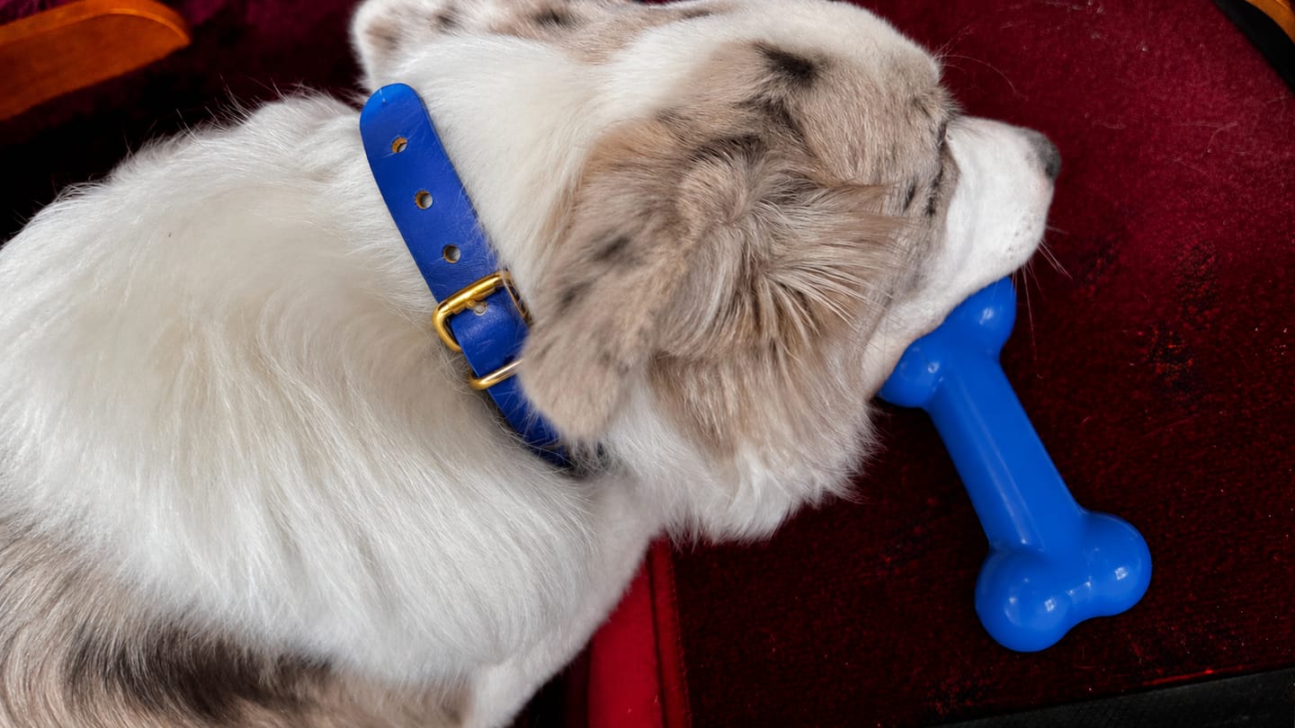Customer photo review of Waterproof Quick Release Buckle Dog Collar | Built with BioThane®