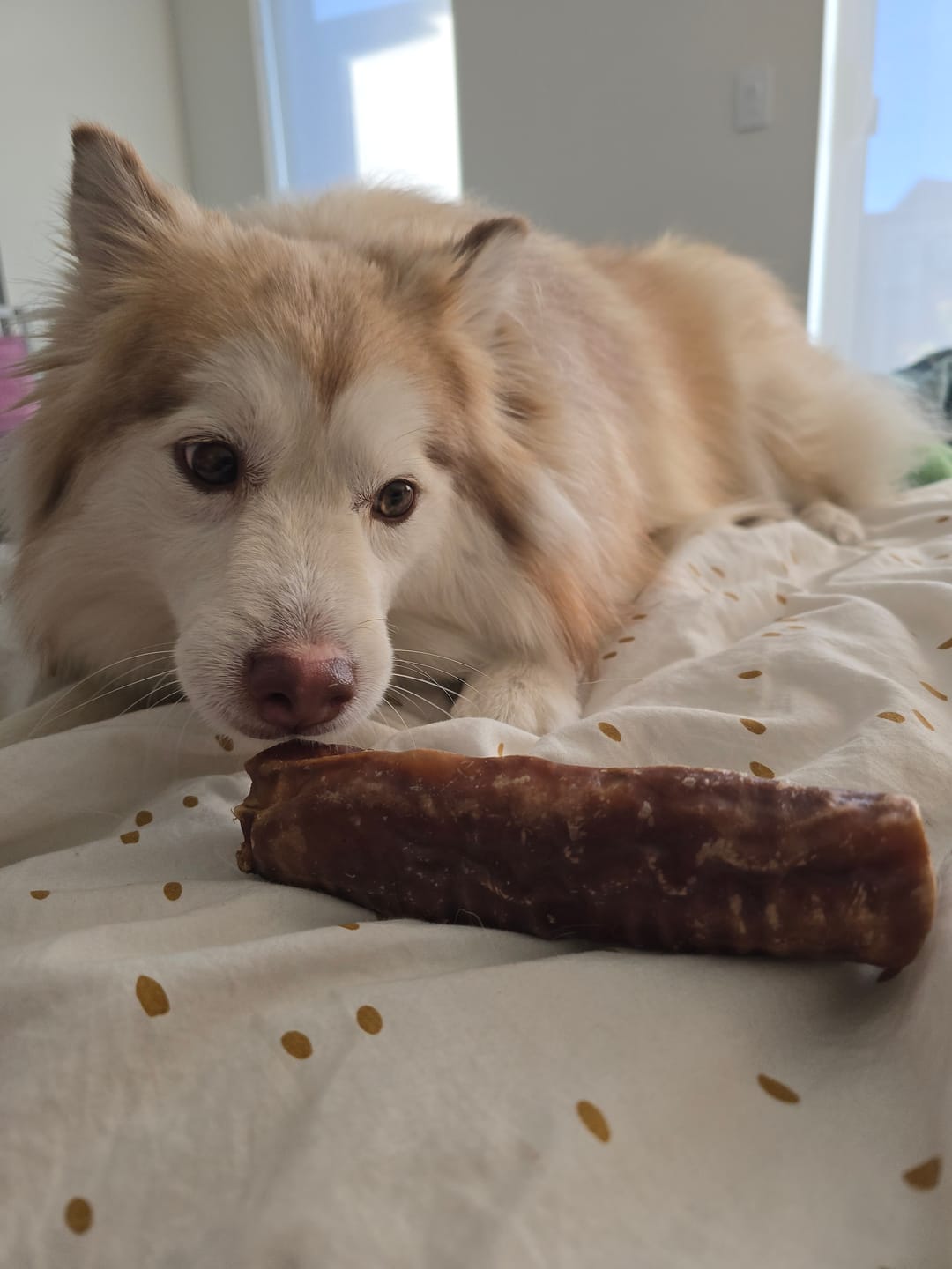 Customer photo review of 6 Inch Trachea Wrapped in Jerky