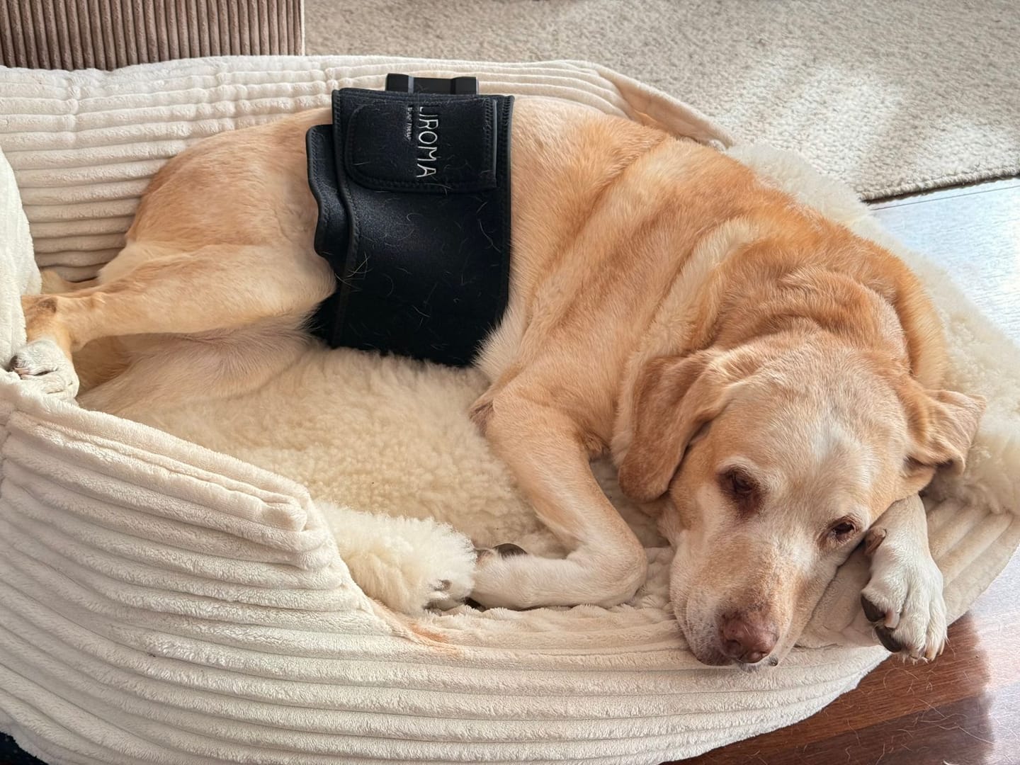 Customer photo review of SHIELD Rugband (Roodlichttherapie) – Ideaal voor thuis