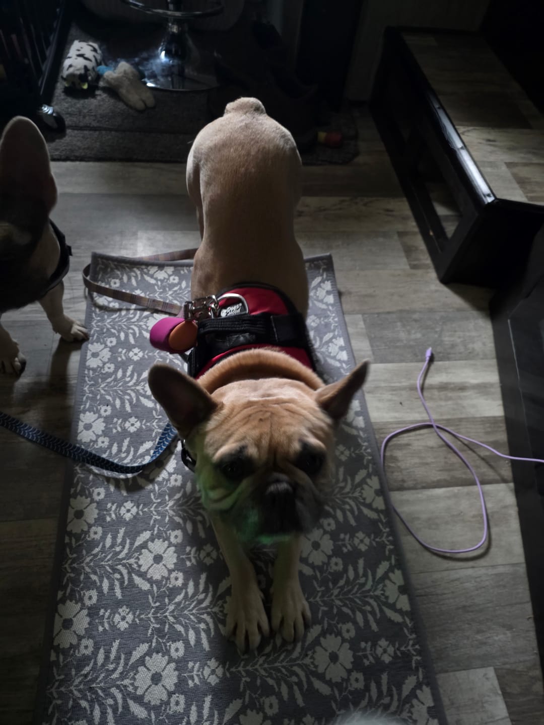 Customer photo review of Dogshood ™ .