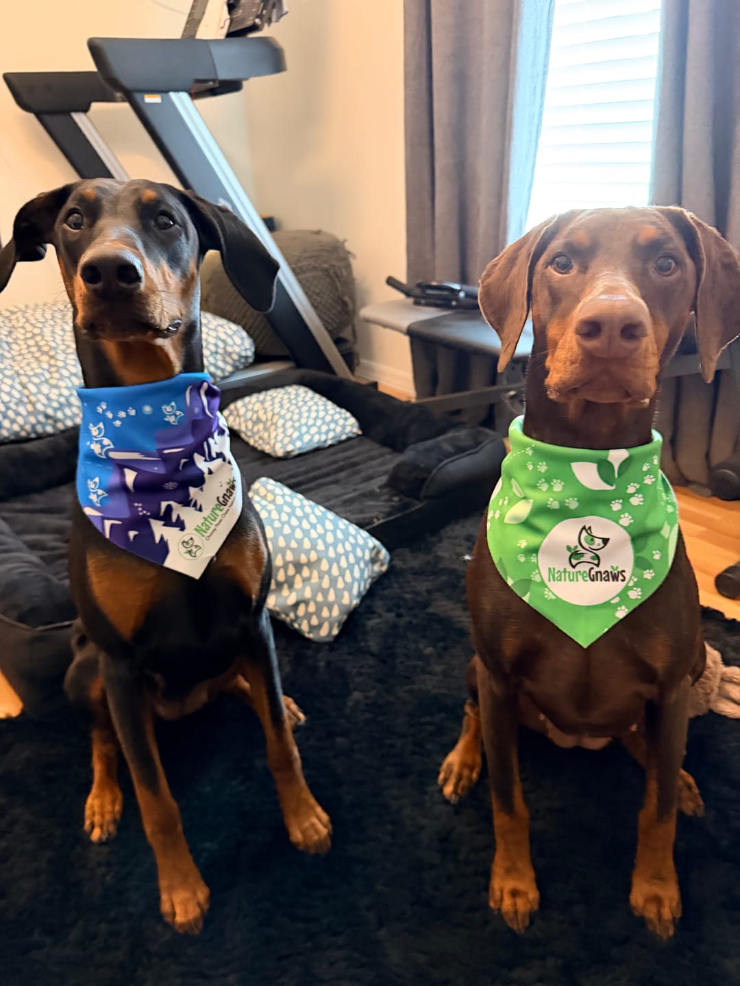 Customer photo review of Bully Stick Springs 7-8" Natural Long-Lasting Dental Dog Chews