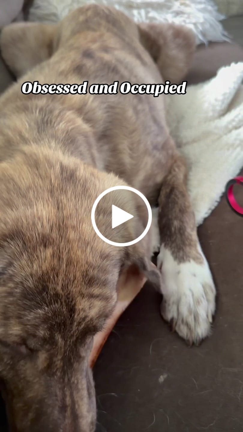 Customer video review of Smoked Beef Marrow Bone