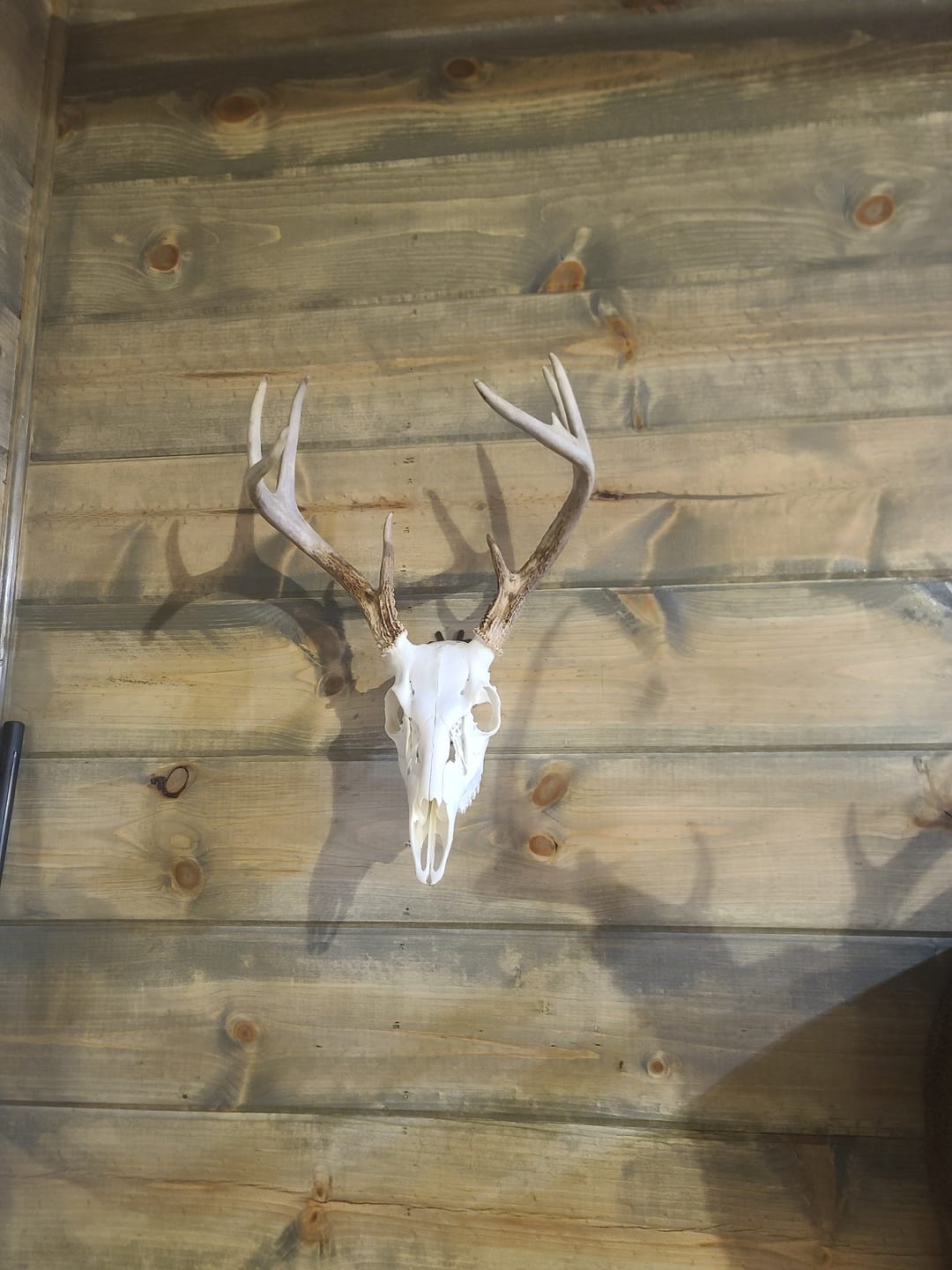 Customer photo review of European Trophy Mount - Small Hook - 5 PACK