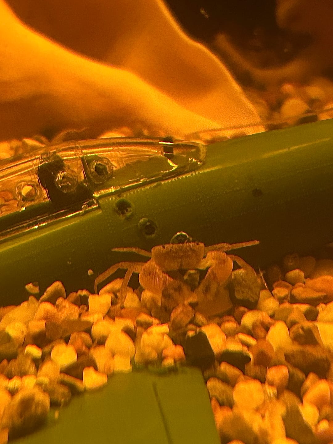 Customer photo review of Freshwater Pom Pom Crab (Ptychognathus barbatus)