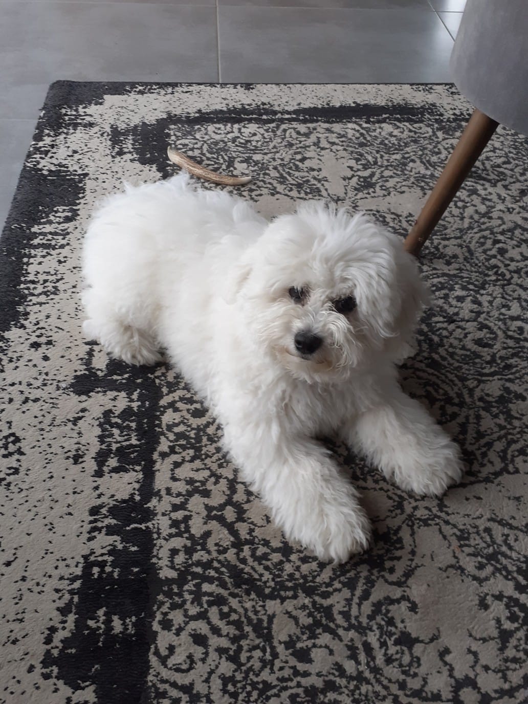 Customer photo review of Croquettes Poulet & Citrouille - Chien Petite Race