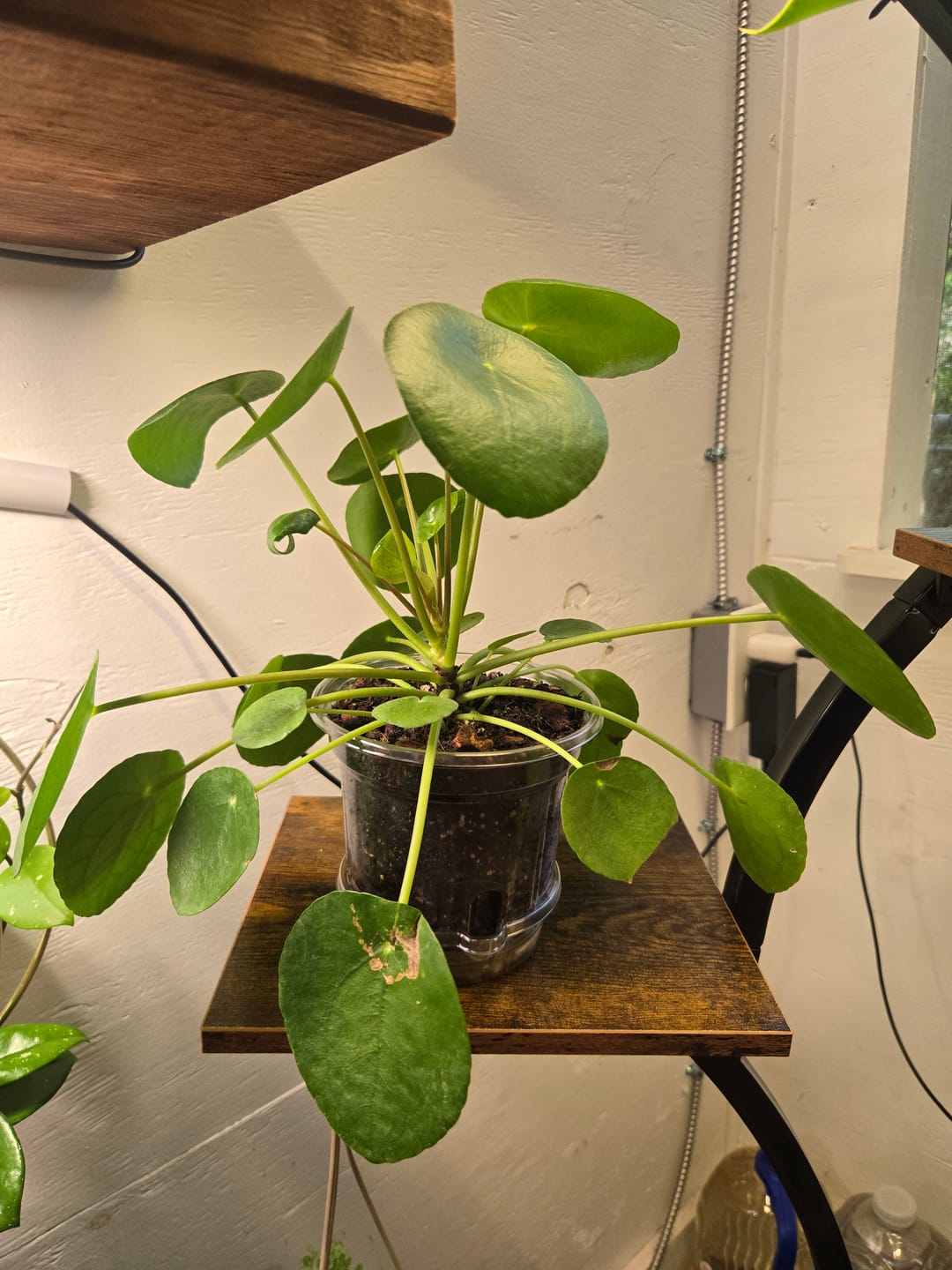 Customer photo review of Pilea peperomioides