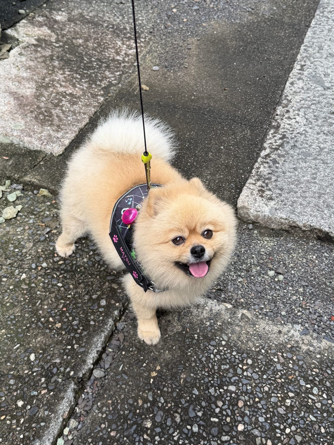 Customer photo review of FunFunPet 高機能ハーネス（お名前タグ作成サービス付き）