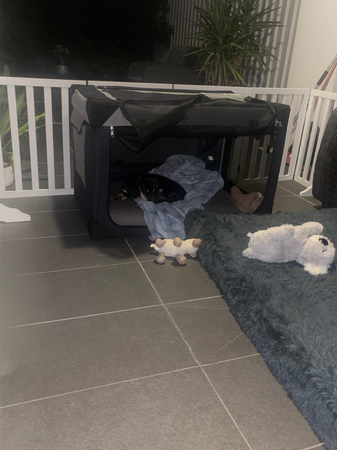 Customer photo review of Foldable Soft Crate for Dogs & Cats – Travel Bag