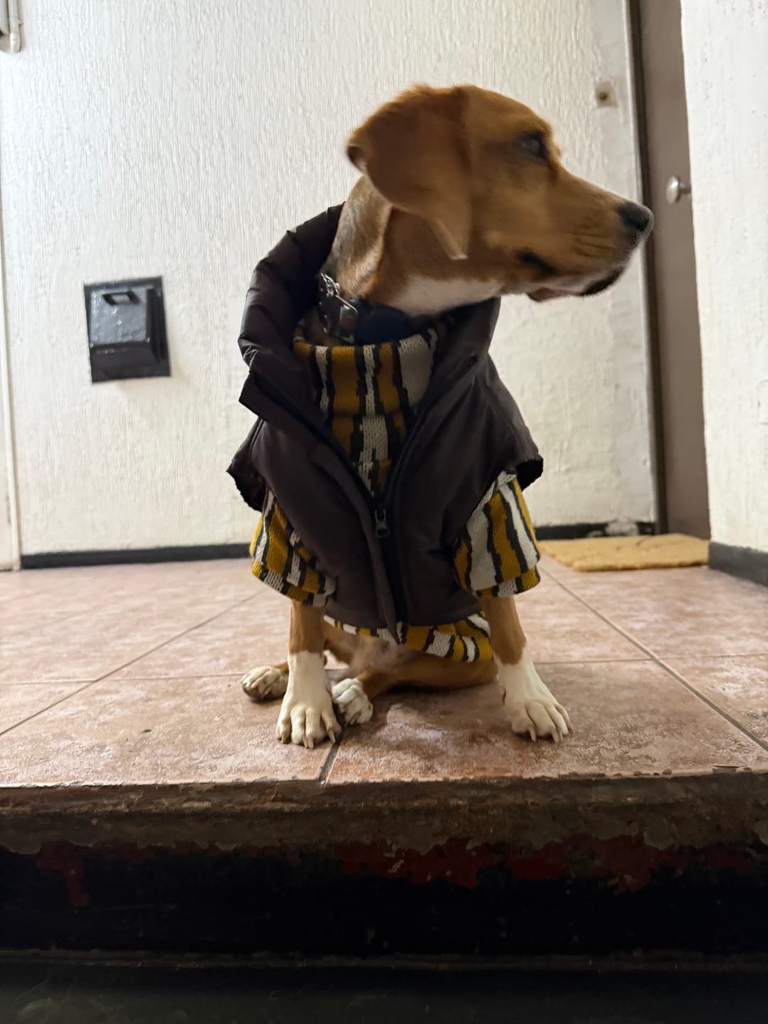 Customer photo review of Chaleco Zebra Mostaza