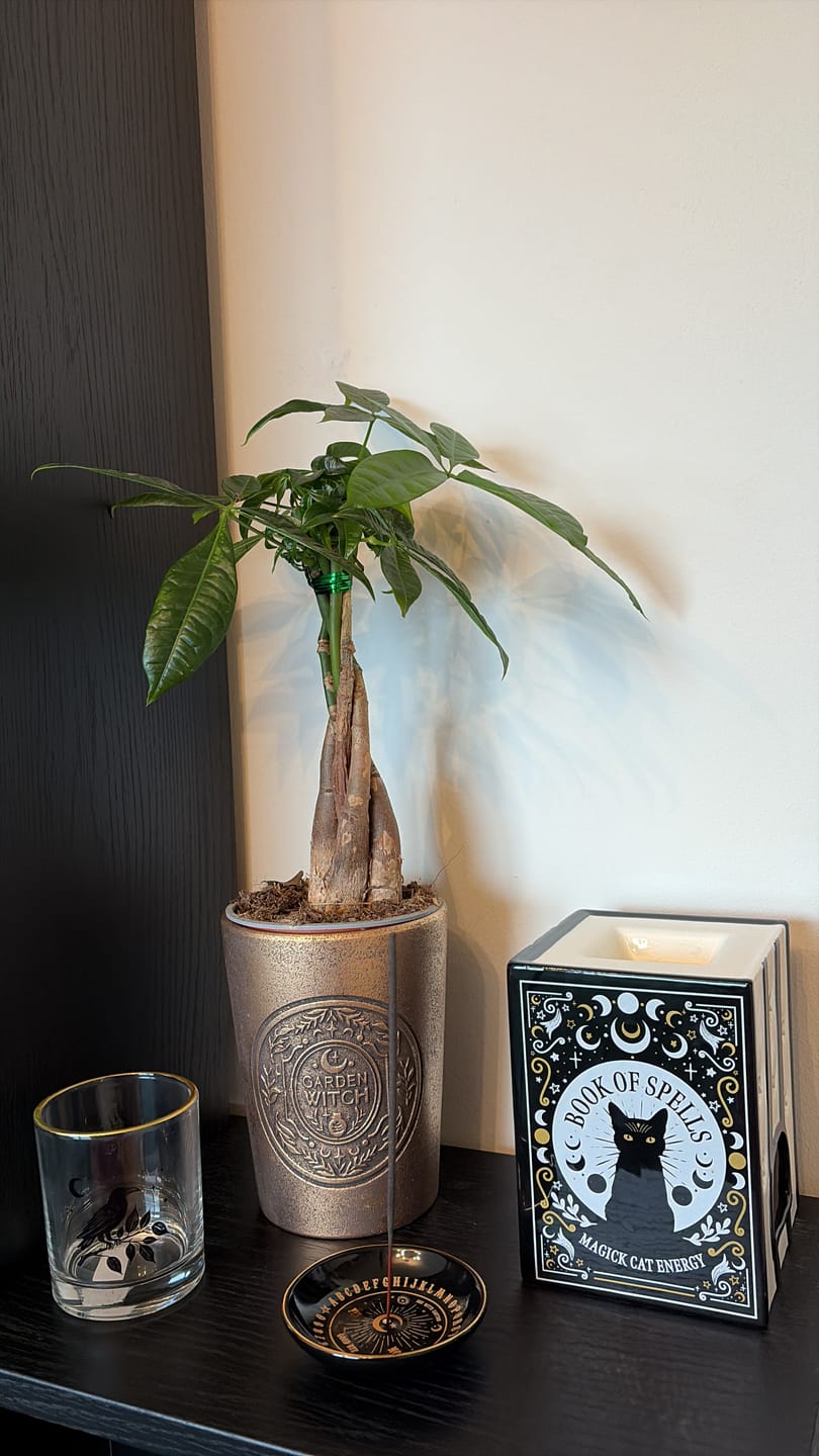 Customer photo review of Garden Witch Blumentopf – Terrakotta in Bronzeoptik für Kräuter und Sukkulenten