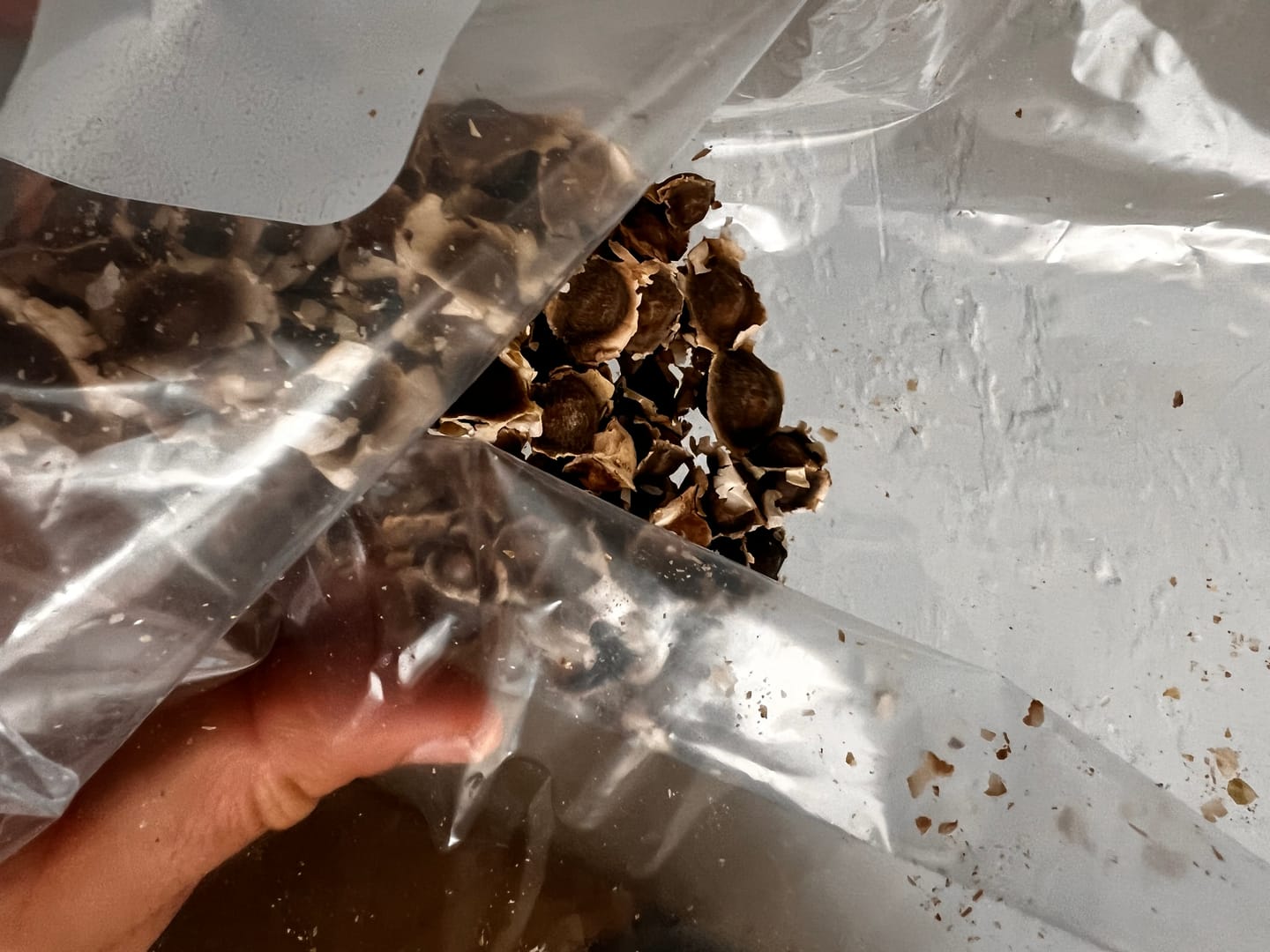Customer photo review of Moringa Seeds