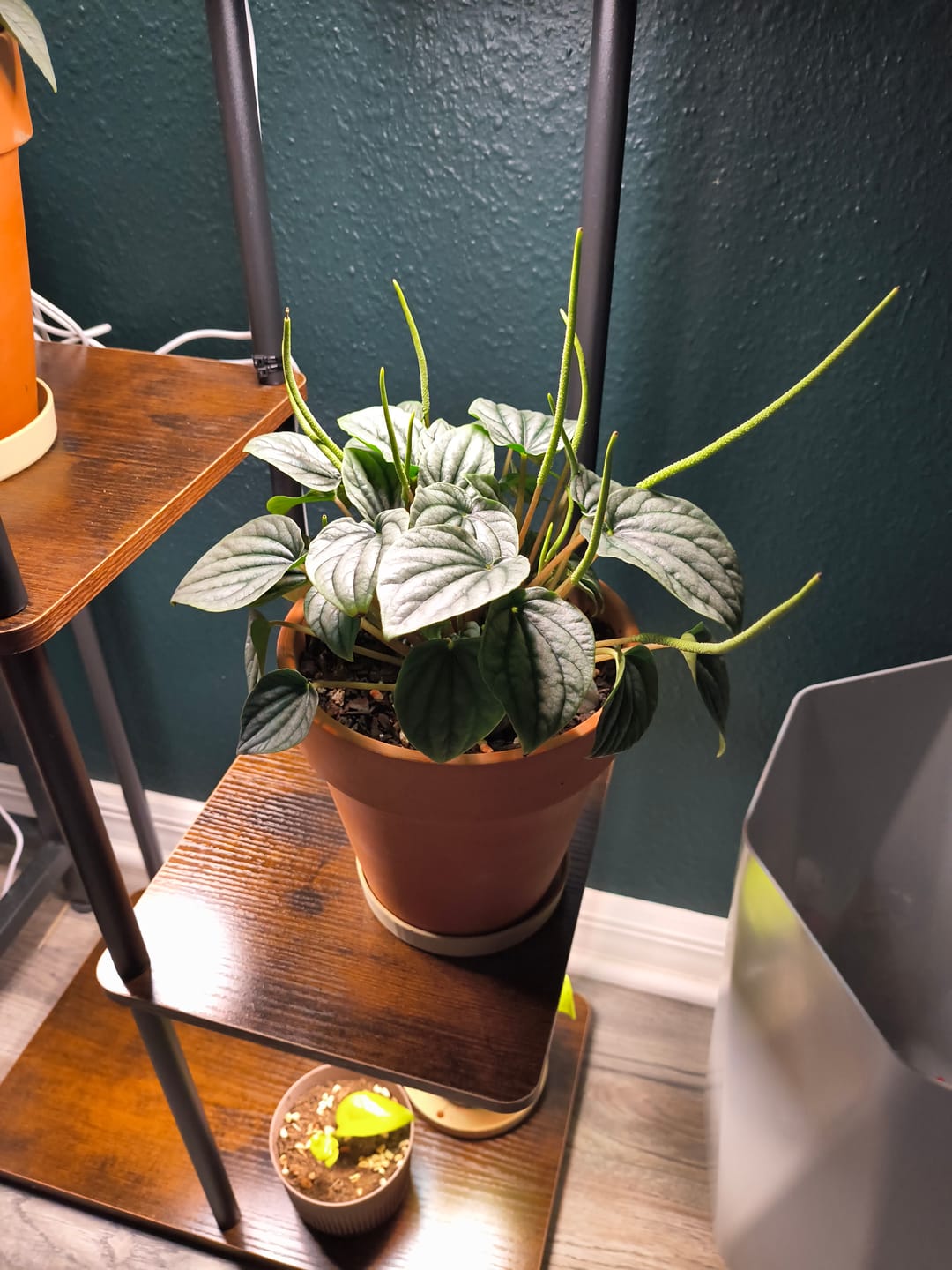 Customer photo review of Peperomia caperata 'Frost'