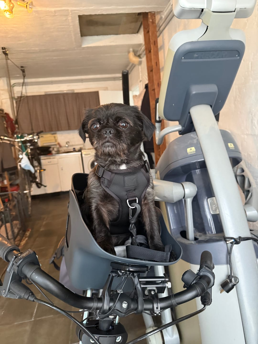 Customer photo review of Kvisp Dog Bike Carrier