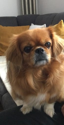 Ein Kunde zeigt seinen niedlichen Tibet-Spaniel, der wachsam auf einem Sofa sitzt.