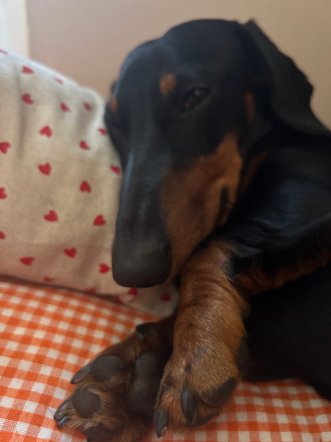 Customer photo review of Cuscino Arredo