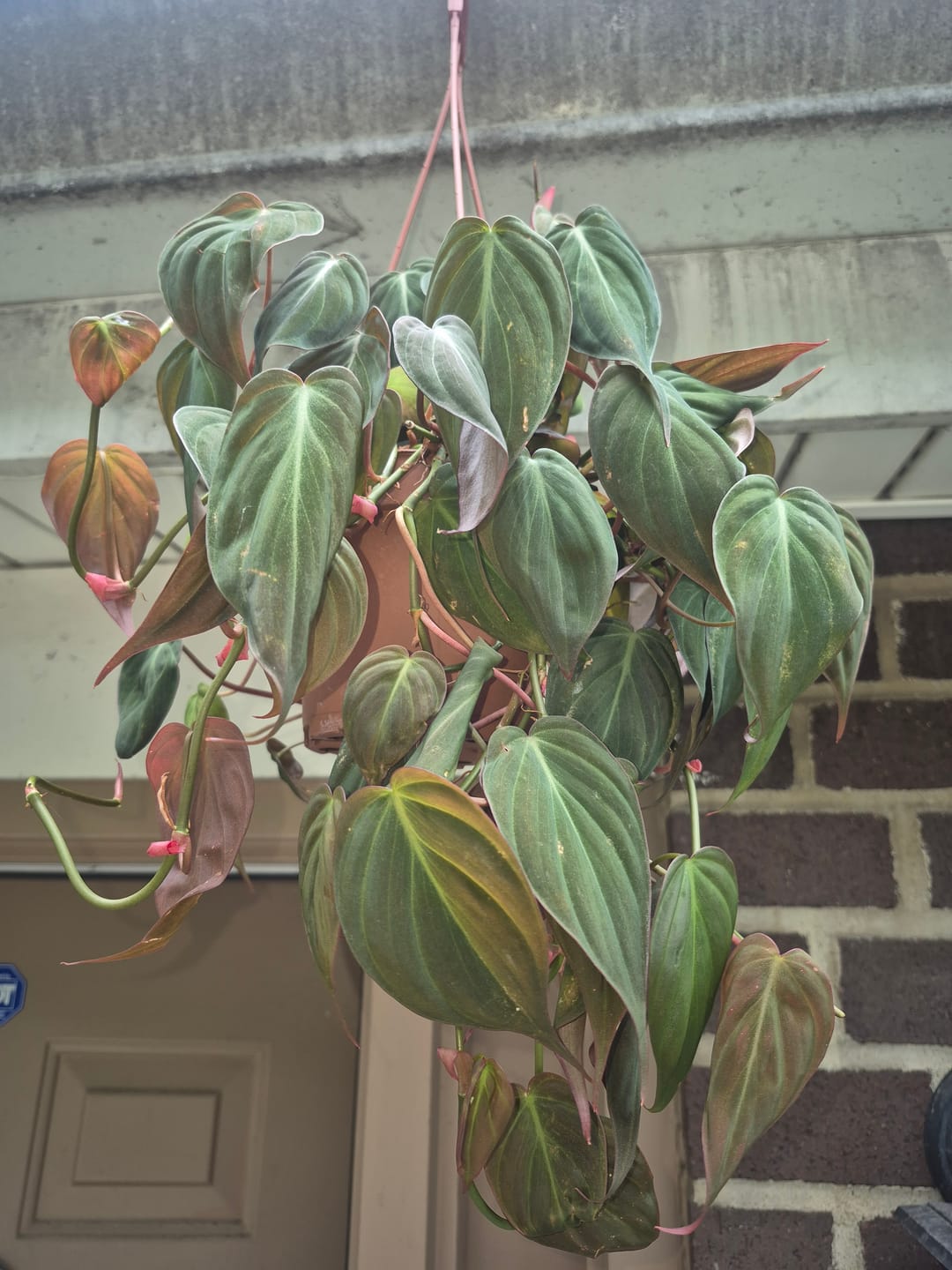 Customer photo review of Philodendron hederaceum 'Micans'