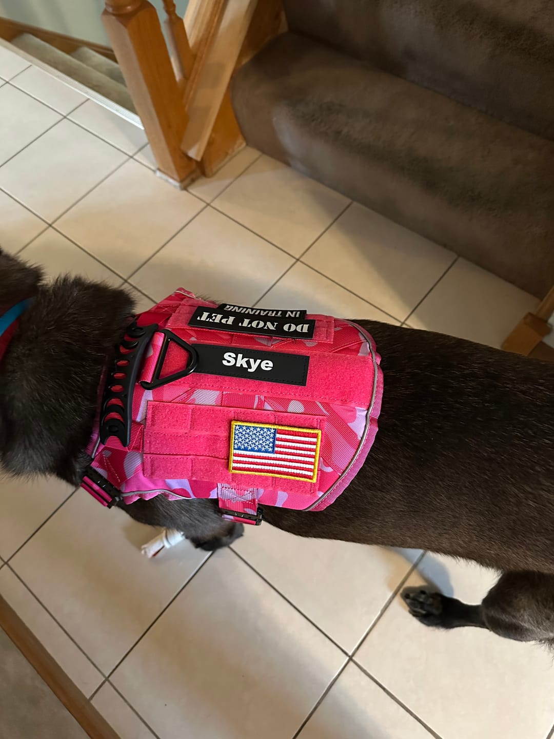 Customer photo review of Team K9® Tactical No-Pull Dog Harness (4 Metal Buckles)