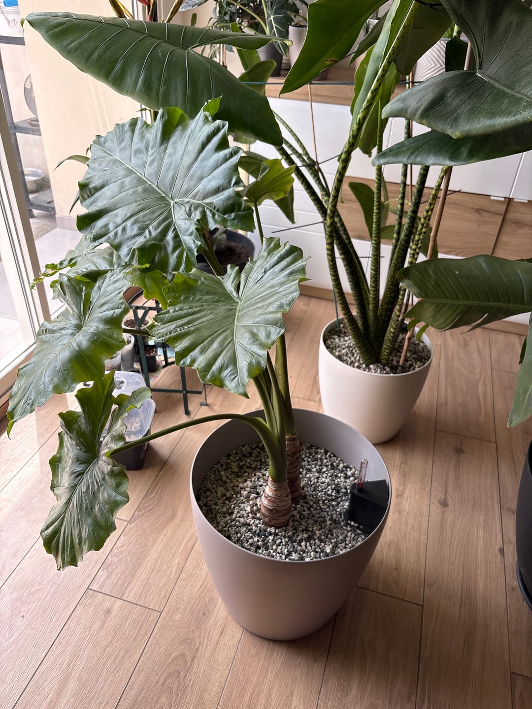 Customer photo review of Fine Houseplant Mineral Mix