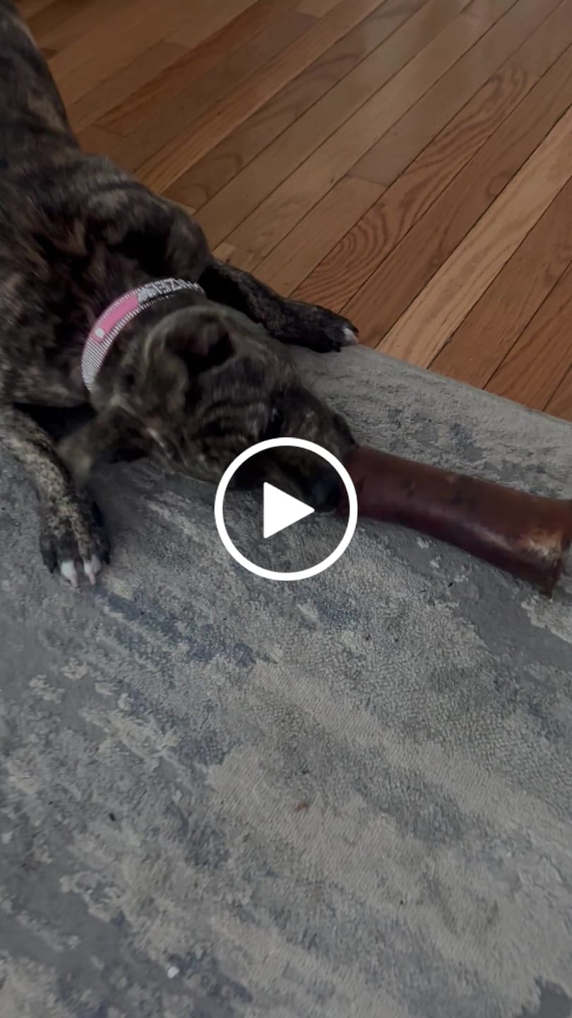 Customer video review of Smoked Beef Marrow Bone