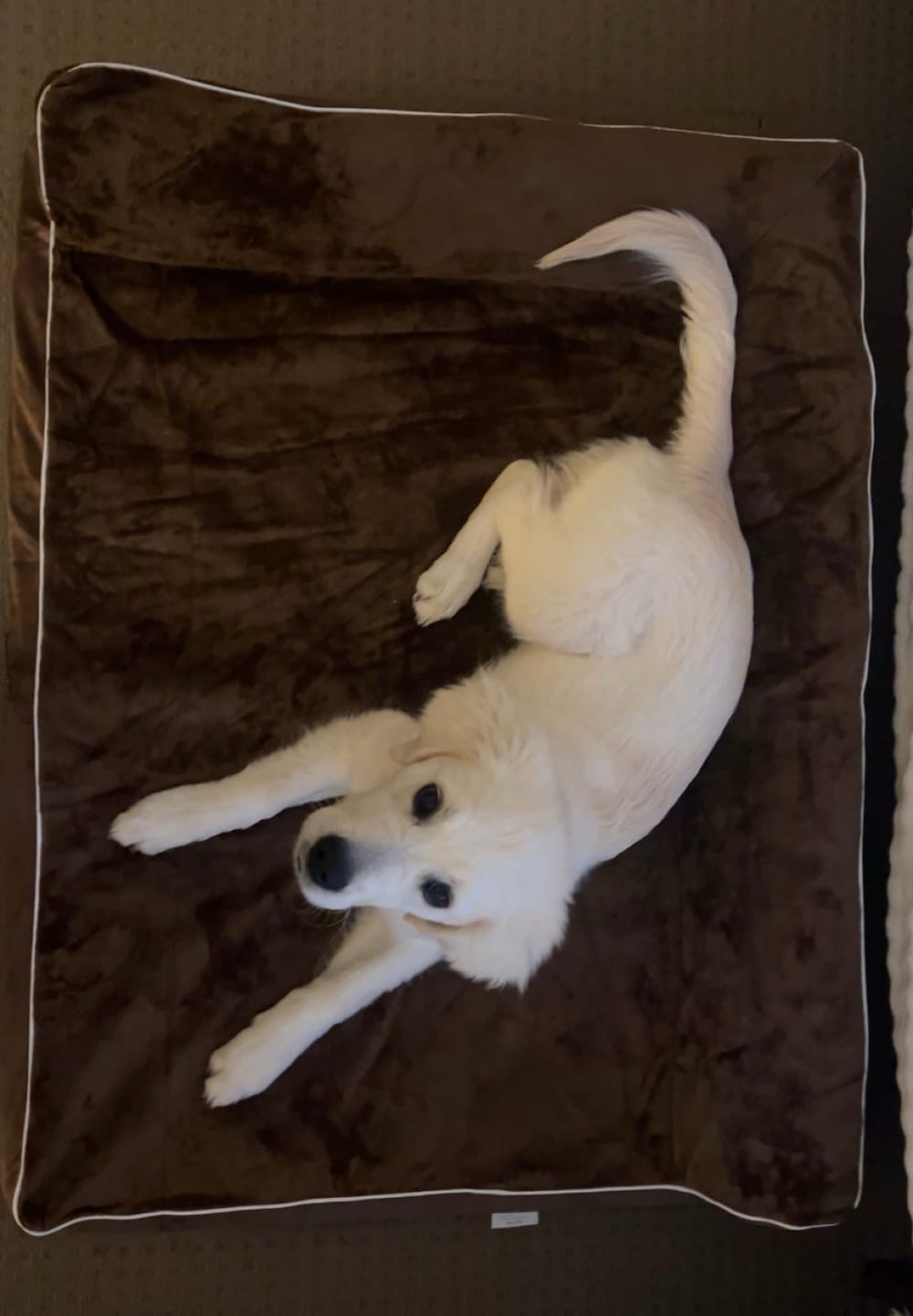Customer photo review of Orthopedic Dog Bed with Memory Foam Cushion - Washable Cover