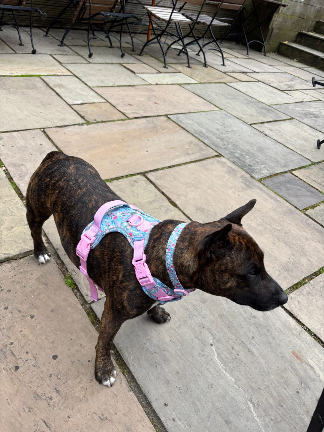 Customer photo review of Tough Trails™ Harness -  Whimsical Wildflowers