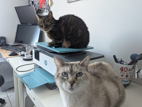 Photo d'un client de ses deux chats, Ficelle et Pirate, qui bénéficient des probiotiques dans un bureau.