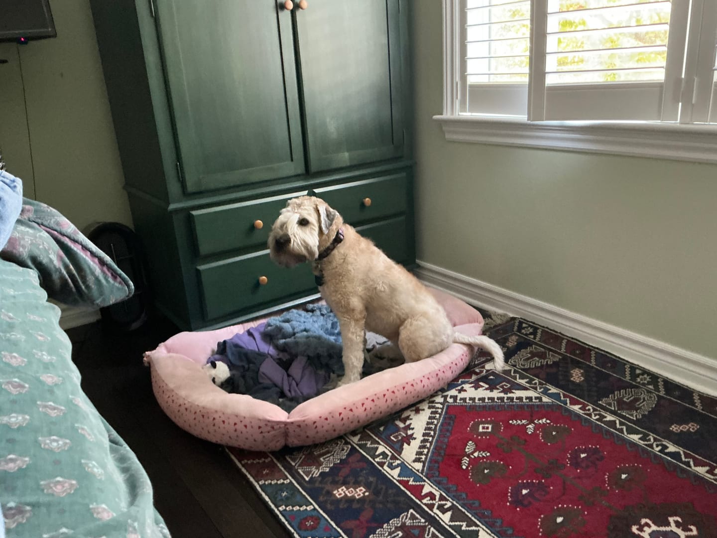 Customer photo review of Blueberry Himalayan Yak Chew (MEDIUM)