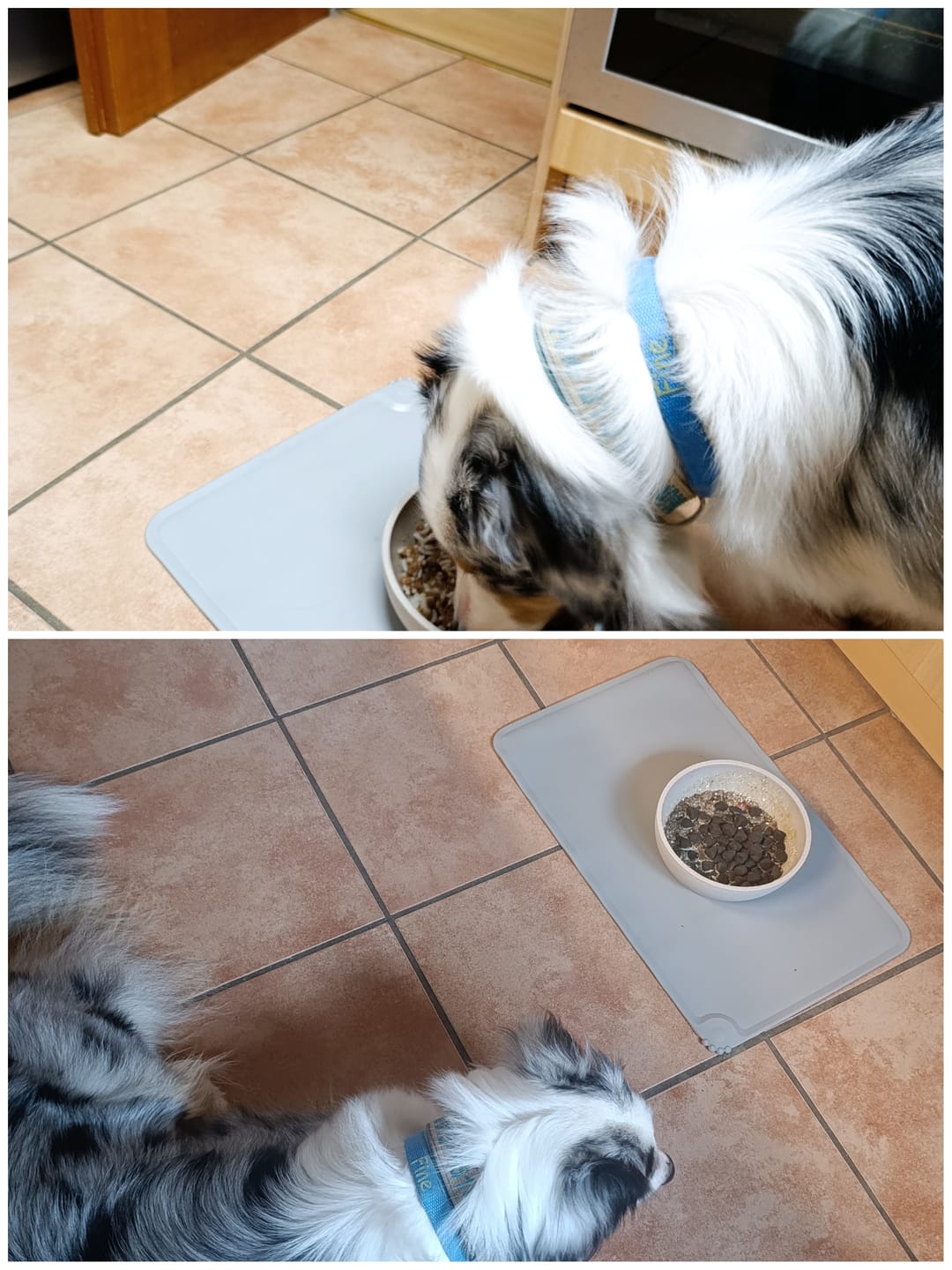 Customer photo review of Präbio Belly Akut: pflanzenbasierte Darmkur für Hunde nach Moro-Art - Ready to eat
