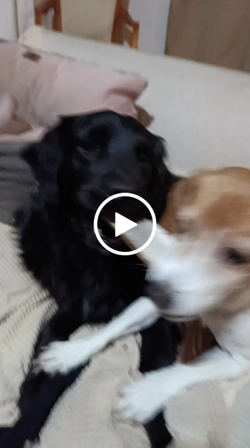 Customer video review of Asta de ciervo para perros - Principiante