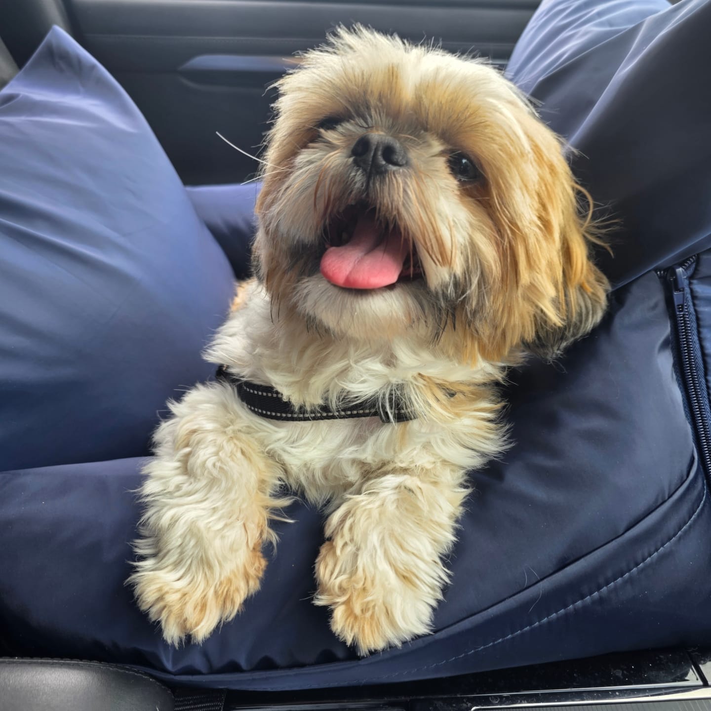 Customer photo review of Travel Dog Pod - Now With IsoFix