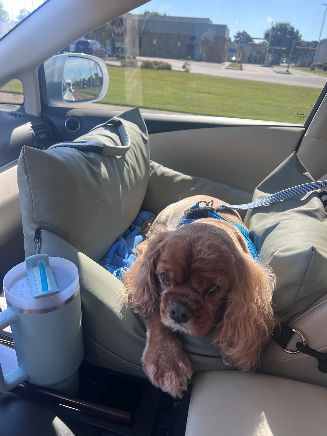 Customer photo review of The Dog Dock V2 New & Improved with LATCH / ISO FIX anchors